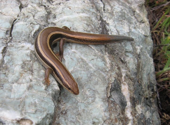 Western Skink